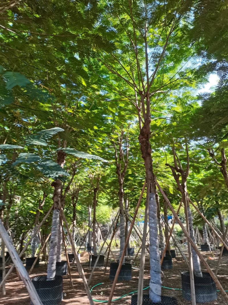 出售大量凤凰木小，中，大袋苗，5-30公分，需要老板联系