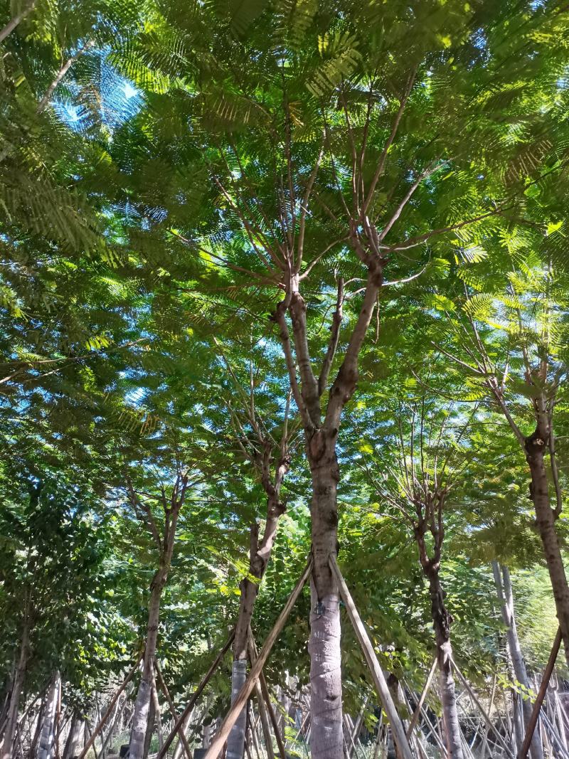 出售大量凤凰木小，中，大袋苗，5-30公分，需要老板联系