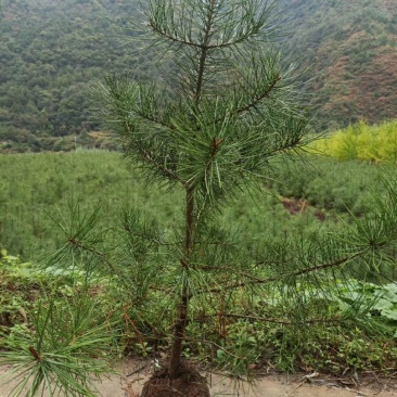 松树苗白皮松杯苗16到18基地直供货源充足欢迎来电