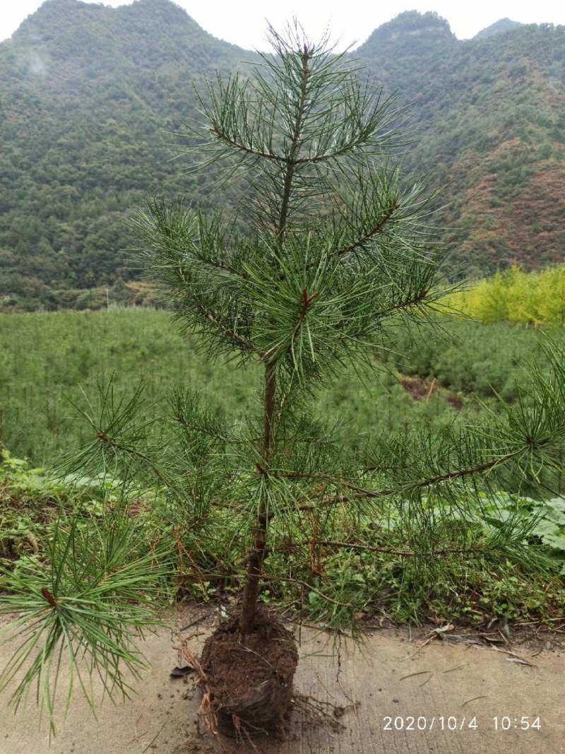 松树苗白皮松杯苗16到18基地直供货源充足欢迎来电