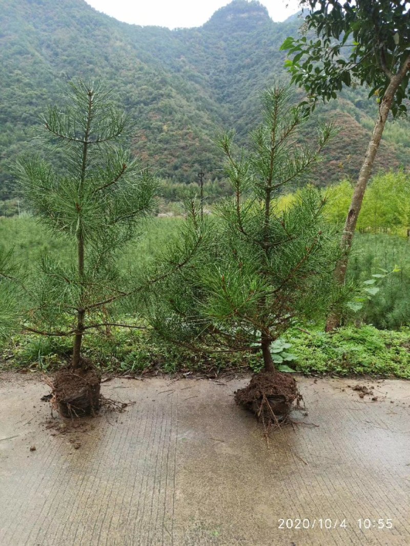 松树苗白皮松杯苗16到18基地直供货源充足欢迎来电
