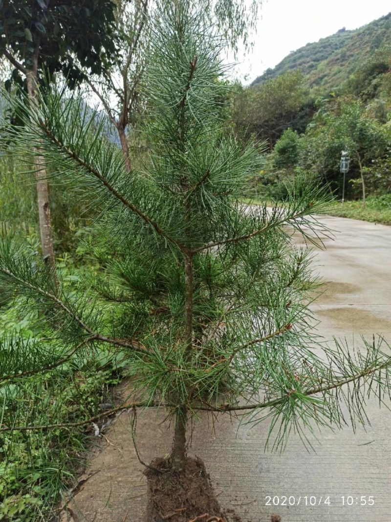 松树苗白皮松杯苗16到18基地直供货源充足欢迎来电