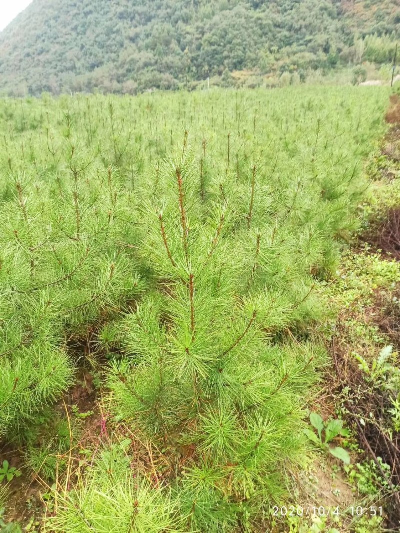 松树苗白皮松杯苗16到18基地直供货源充足欢迎来电