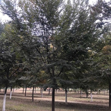 榉树，精品榉树，规格齐全，农户价直销，榉树大型苗圃