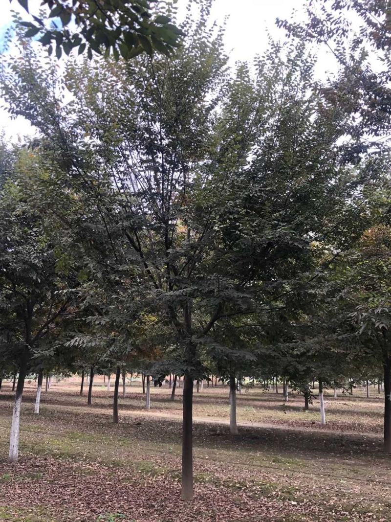 榉树，精品榉树，规格齐全，农户价直销，榉树大型苗圃