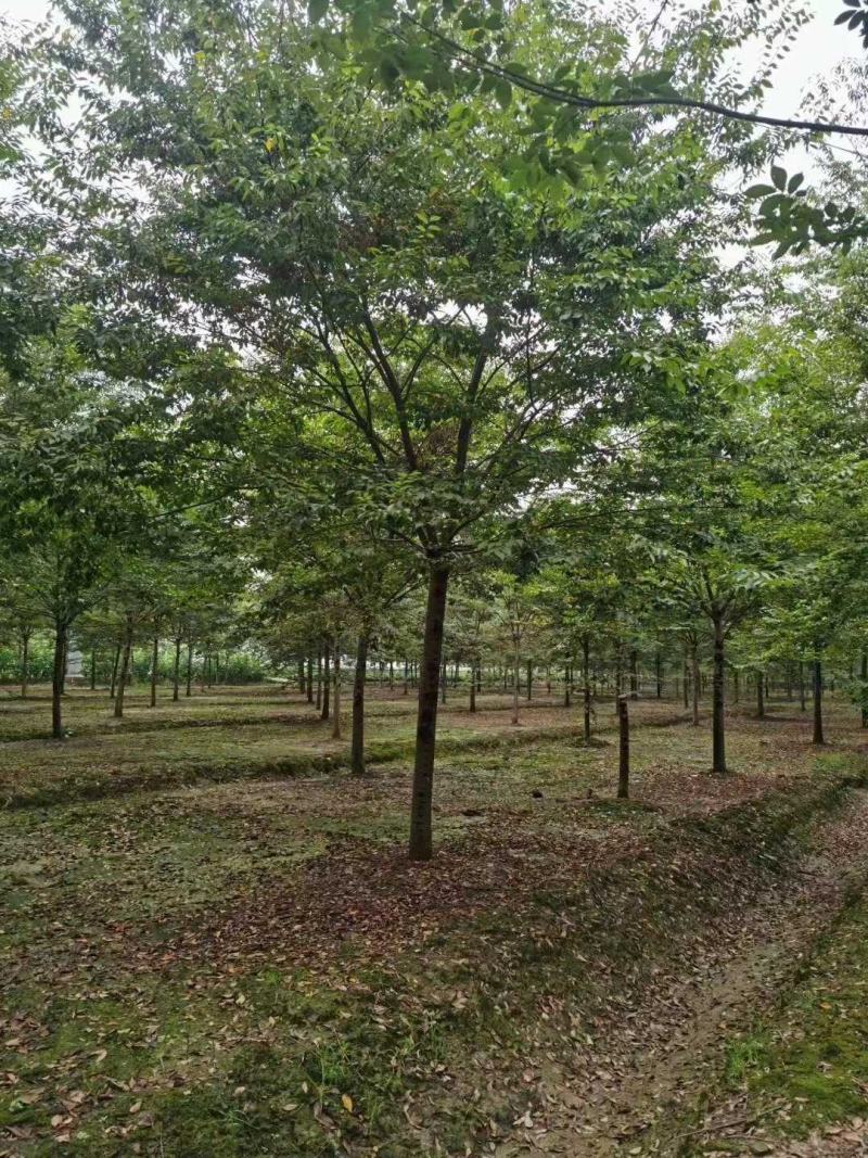 榉树，精品榉树，规格齐全，农户价直销，榉树大型苗圃