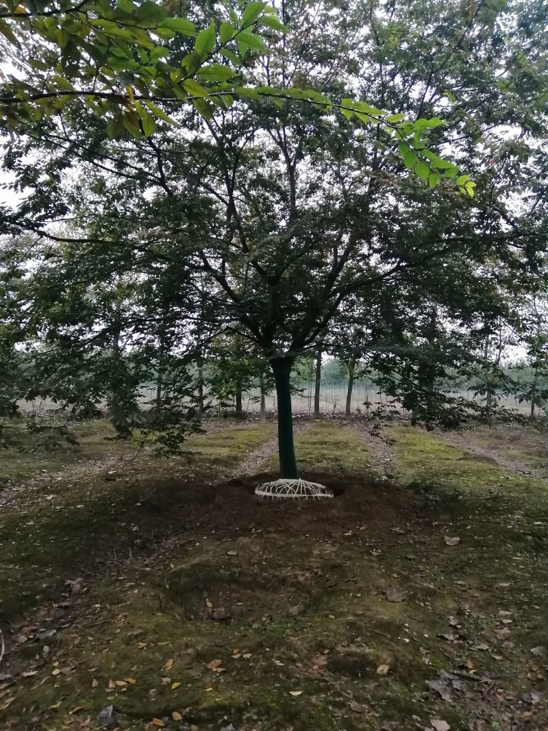 榉树，精品榉树，规格齐全，农户价直销，榉树大型苗圃