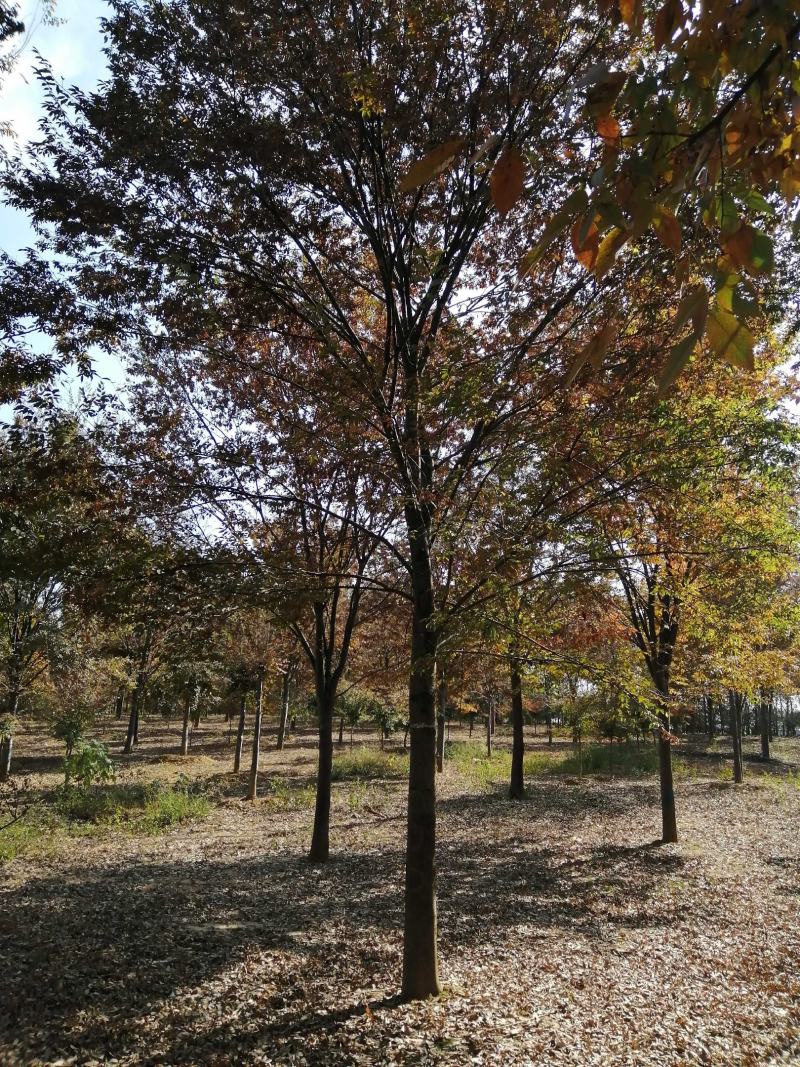 榉树，精品榉树，规格齐全，农户价直销，榉树大型苗圃