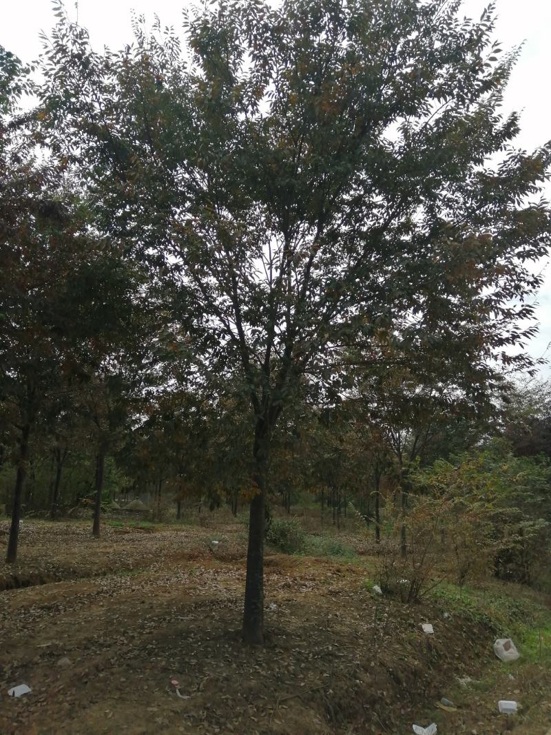 榉树，精品榉树，规格齐全，农户价直销，榉树大型苗圃