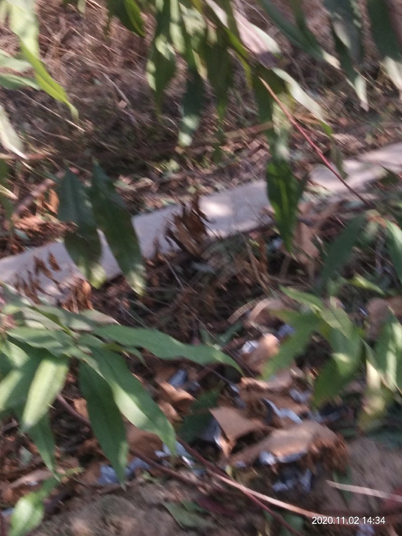 映霜红桃，脆甜多汁爽口！