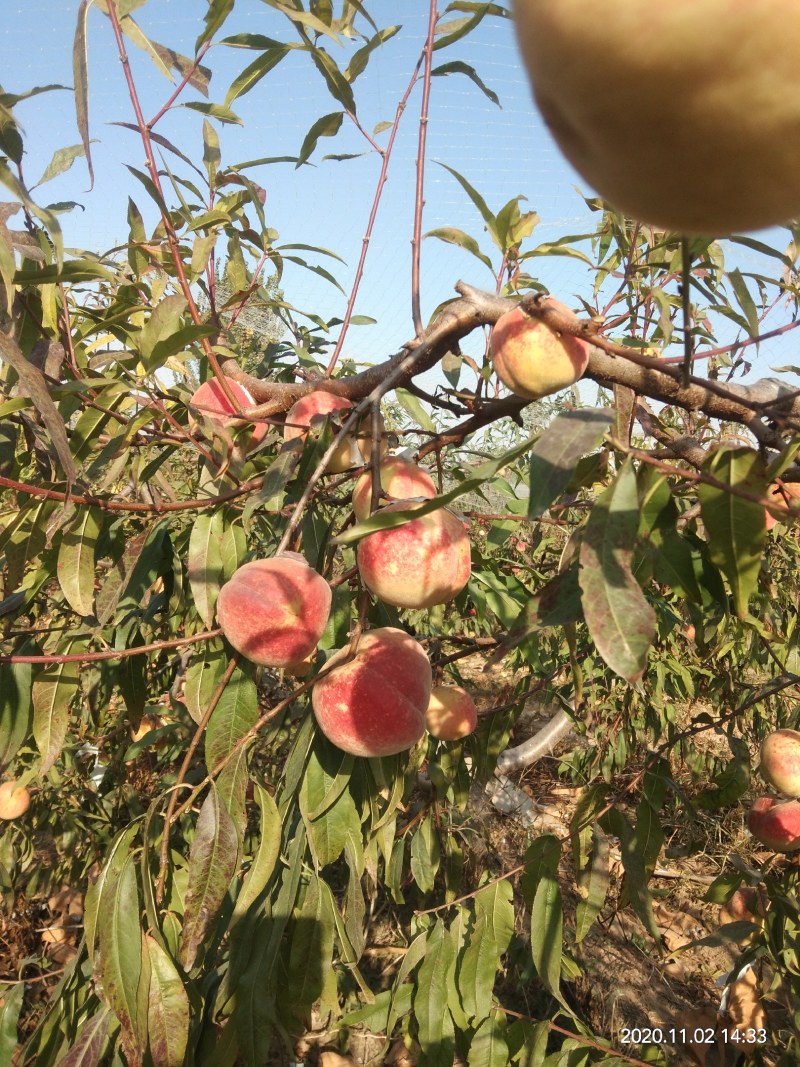 映霜红桃，脆甜多汁爽口！