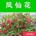 凤仙花种子四季易种易活花卉种子花海公园庭院观赏花籽