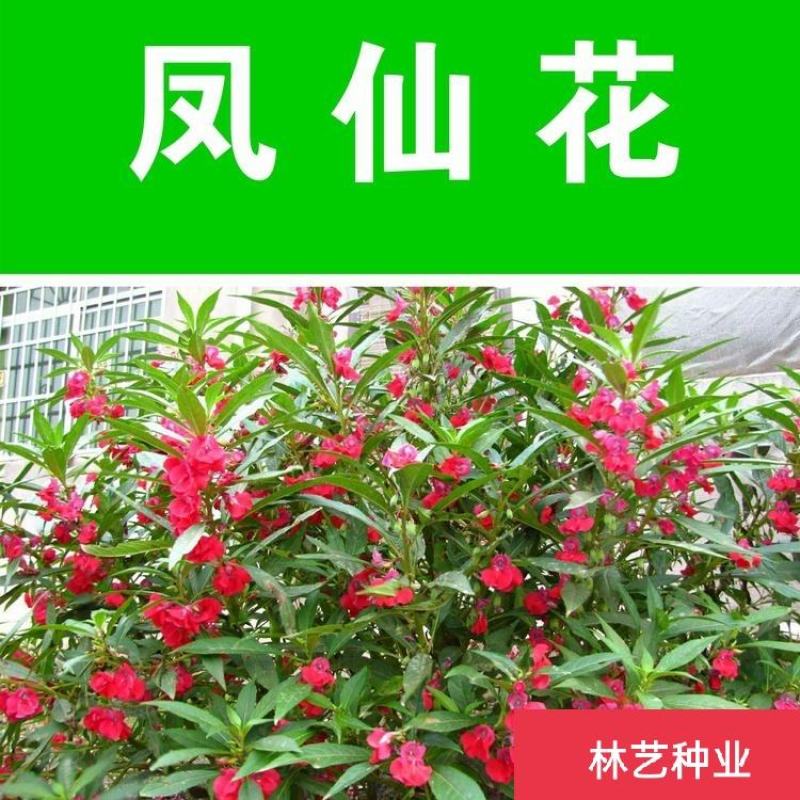 凤仙花种子四季易种易活花卉种子花海公园庭院观赏花籽