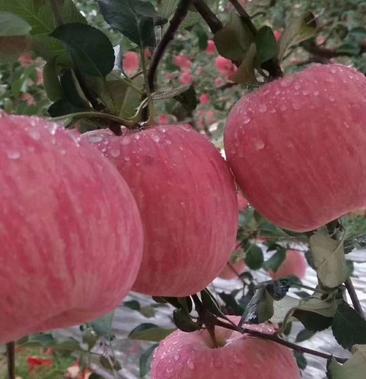宜川苹果甲天下!陕西延安宜川高原红富士苹果