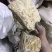 琥珀保庆药业黑琥珀琥珀米实拍发货如图黑心琥珀