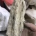 琥珀保庆药业黑琥珀琥珀米实拍发货如图黑心琥珀