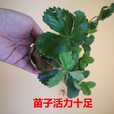 辽宁东港99草莓苗成活率90%以上保质保量欢迎订购