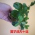 辽宁东港99草莓苗成活率90%以上保质保量欢迎订购