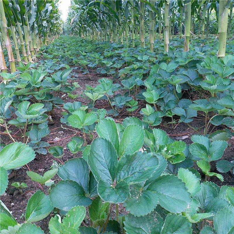 辽宁东港99草莓苗成活率90%以上保质保量欢迎订购