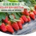 辽宁东港99草莓苗成活率90%以上保质保量欢迎订购