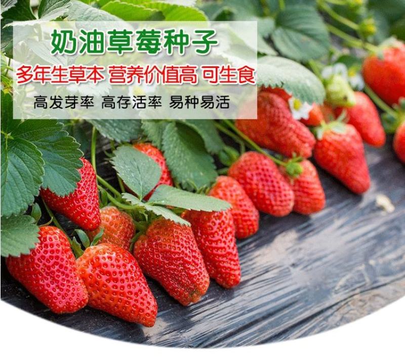 辽宁东港99草莓苗成活率90%以上保质保量欢迎订购