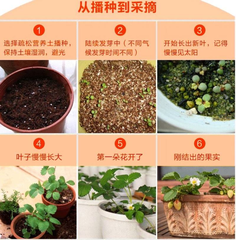 辽宁东港99草莓苗成活率90%以上保质保量欢迎订购