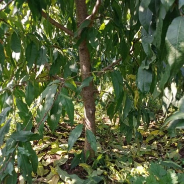 占地桃树55000棵大量供应中桃树现场起苗保证成活率