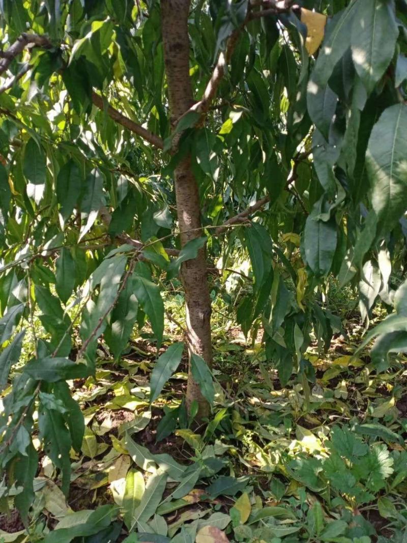 占地桃树55000棵大量供应中桃树现场起苗保证成活率