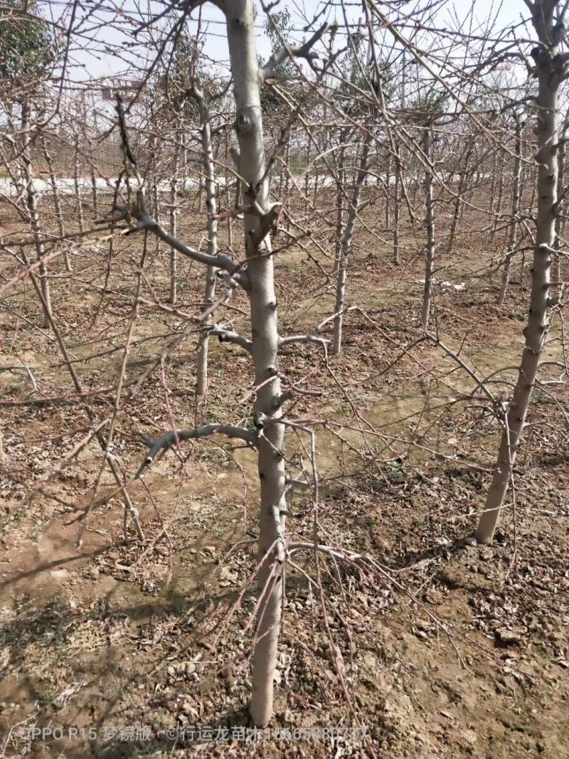 占地桃树55000棵大量供应中桃树现场起苗保证成活率
