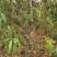 占地桃树55000棵大量供应中桃树现场起苗保证成活率