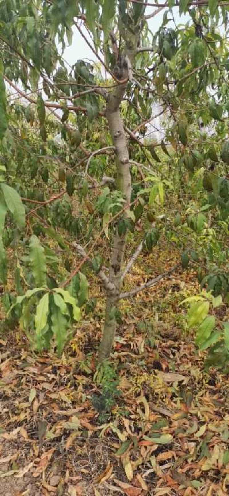 占地桃树55000棵大量供应中桃树现场起苗保证成活率