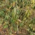 占地桃树55000棵大量供应中桃树现场起苗保证成活率