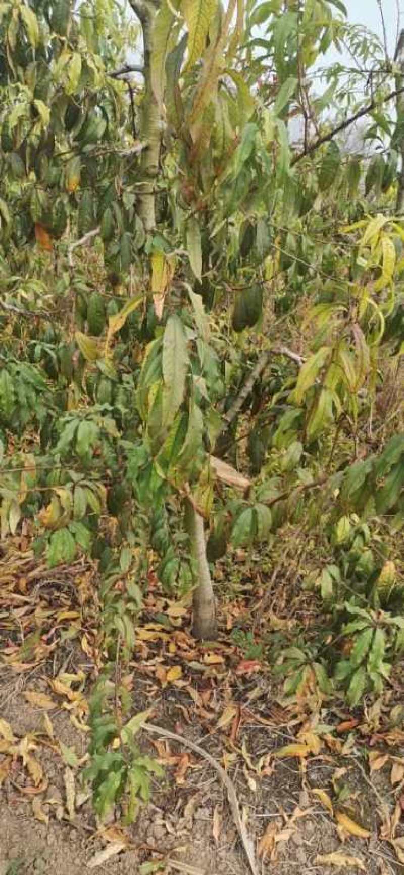 占地桃树55000棵大量供应中桃树现场起苗保证成活率