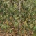 占地桃树55000棵大量供应中桃树现场起苗保证成活率