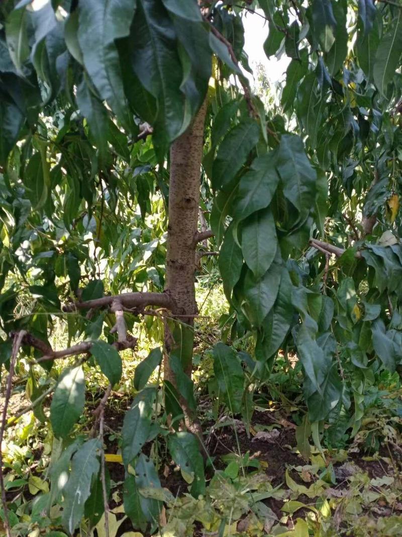 占地桃树55000棵大量供应中桃树现场起苗保证成活率