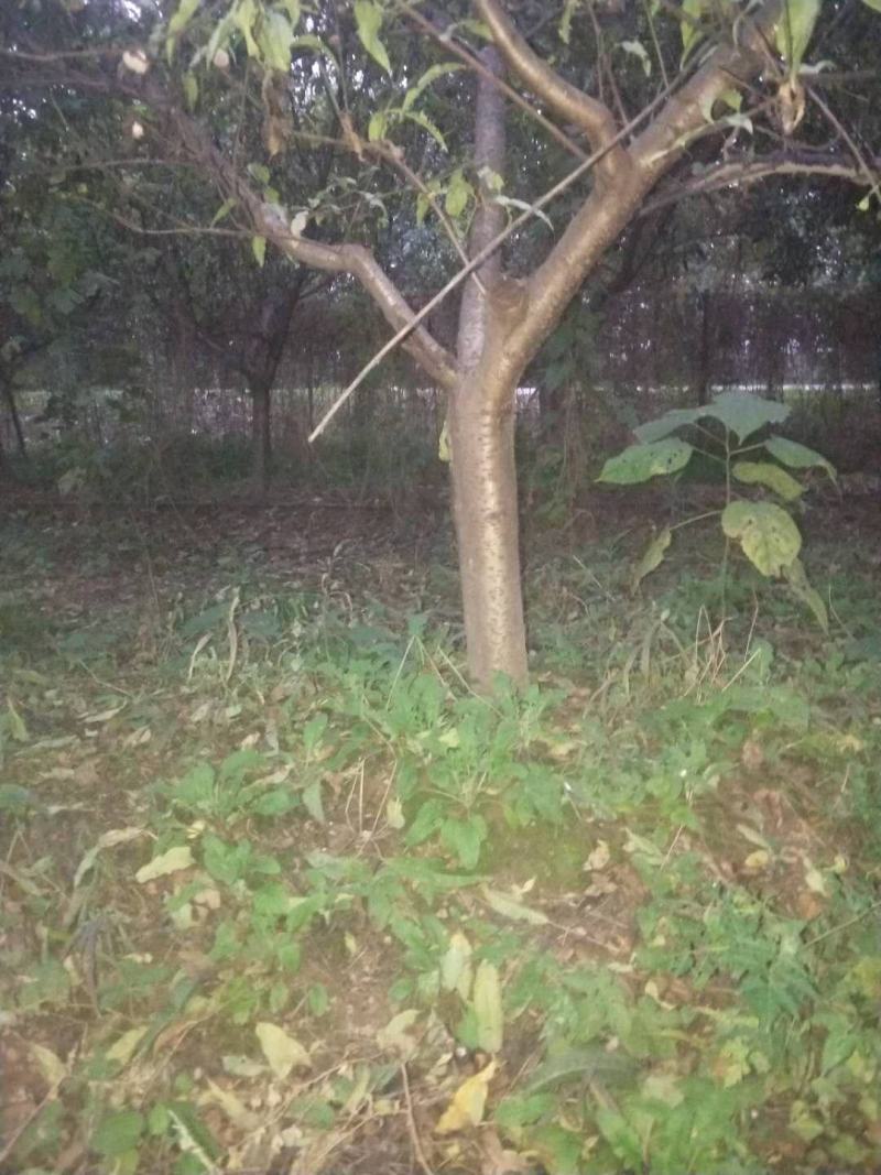 占地桃树55000棵大量供应中桃树现场起苗保证成活率