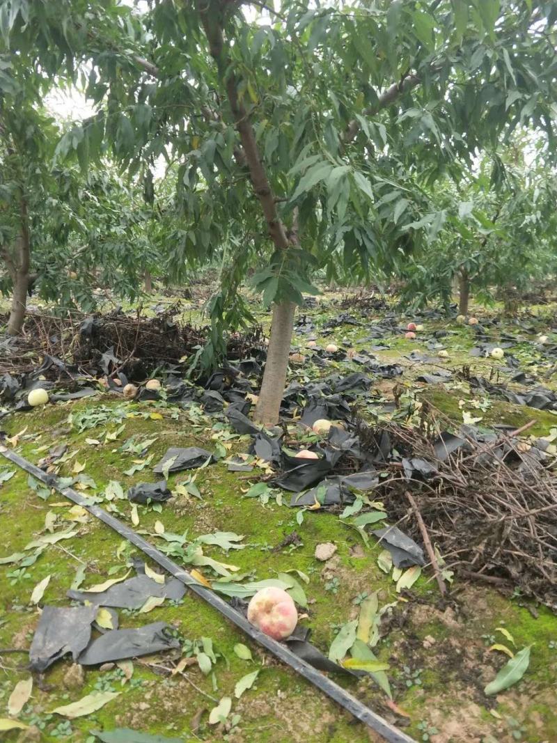 占地桃树55000棵大量供应中桃树现场起苗保证成活率