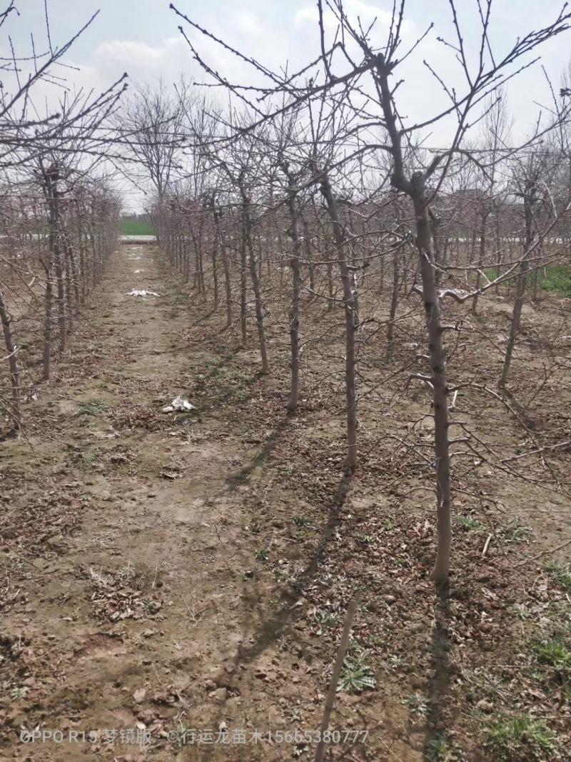 占地桃树55000棵大量供应中桃树现场起苗保证成活率