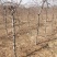 占地桃树55000棵大量供应中桃树现场起苗保证成活率
