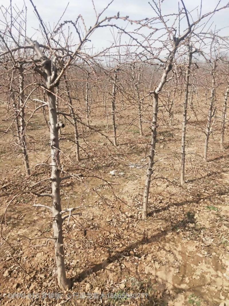 占地桃树55000棵大量供应中桃树现场起苗保证成活率