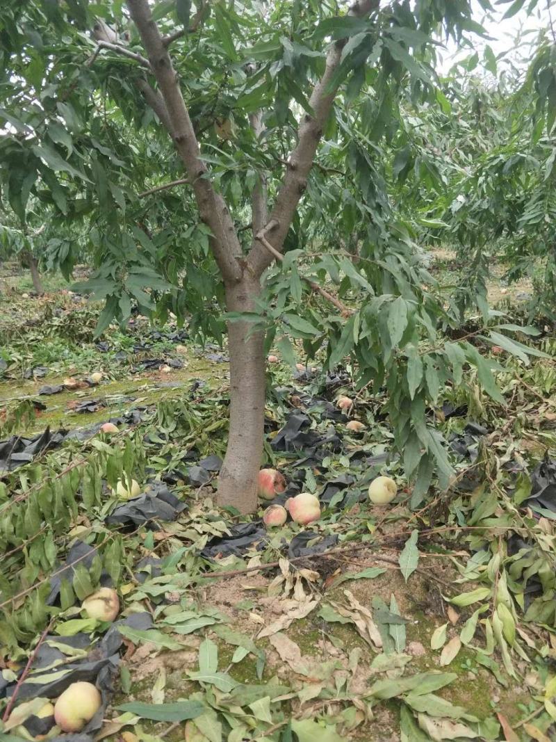 占地桃树55000棵大量供应中桃树现场起苗保证成活率