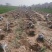 占地桃树55000棵大量供应中桃树现场起苗保证成活率