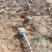 占地桃树55000棵大量供应中桃树现场起苗保证成活率