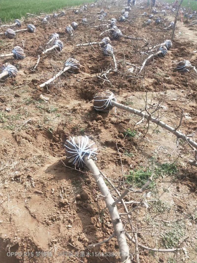 占地桃树55000棵大量供应中桃树现场起苗保证成活率