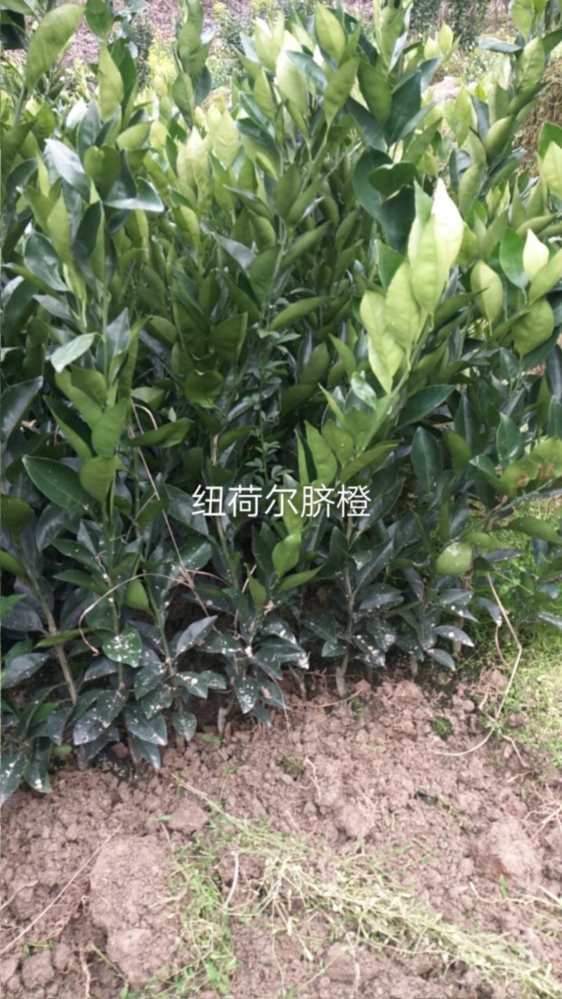 纽荷尔脐橙苗好苗是丰收的保障苗木清秀无病虫害