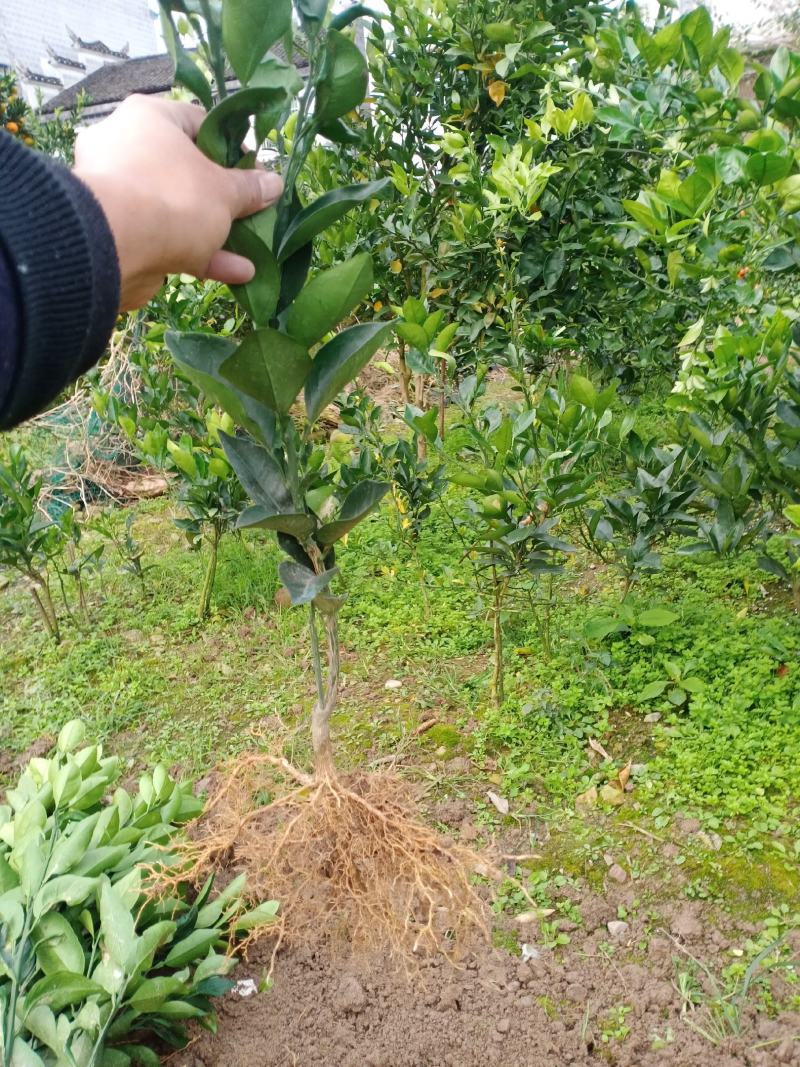 纽荷尔脐橙苗好苗是丰收的保障苗木清秀无病虫害