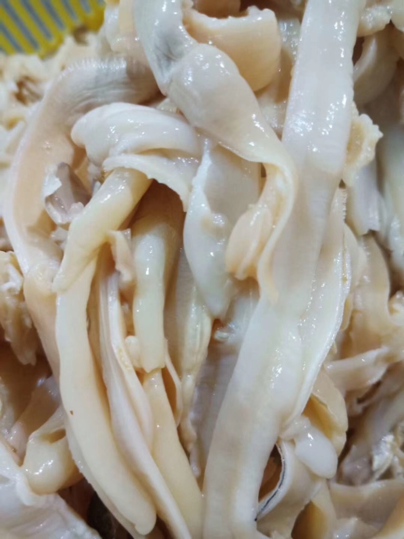 珍珠蚌肉珍珠蚌裙边干净新鲜