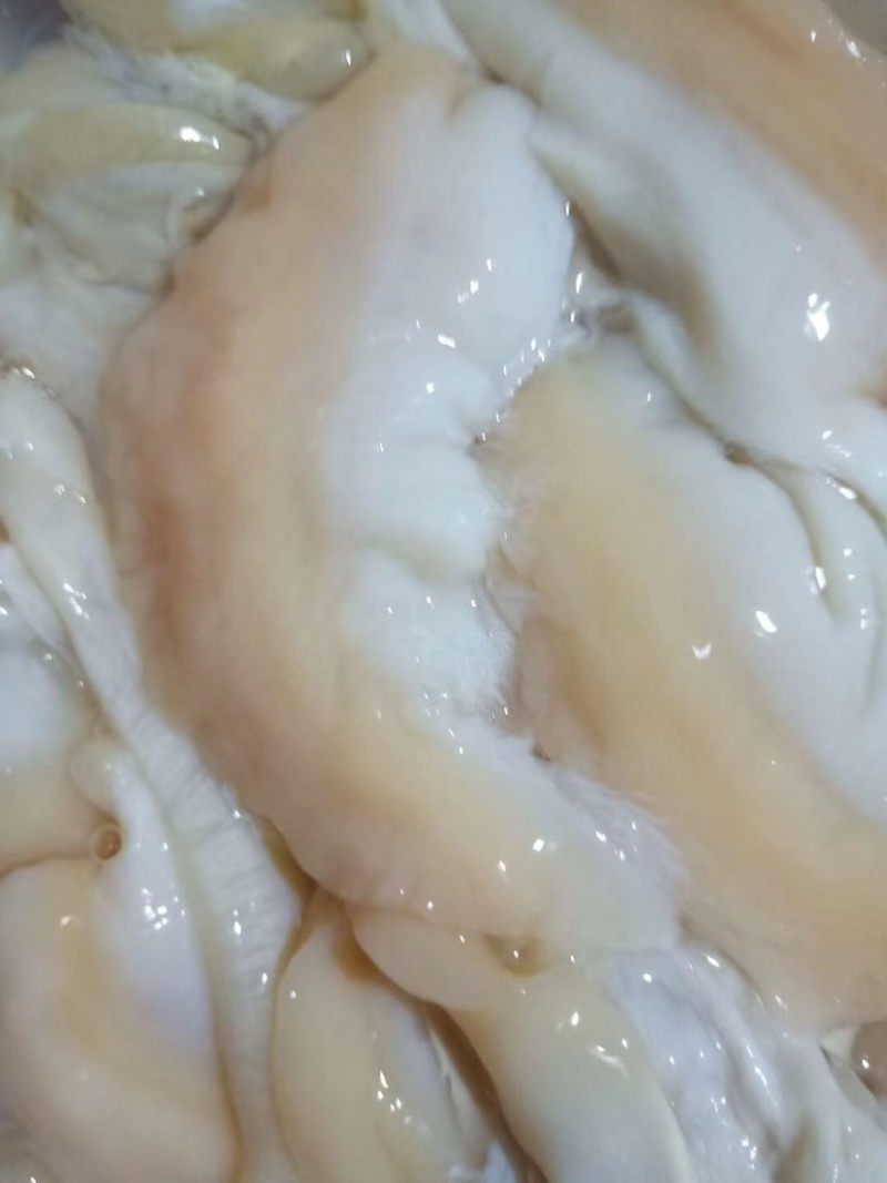 珍珠蚌肉珍珠蚌裙边干净新鲜