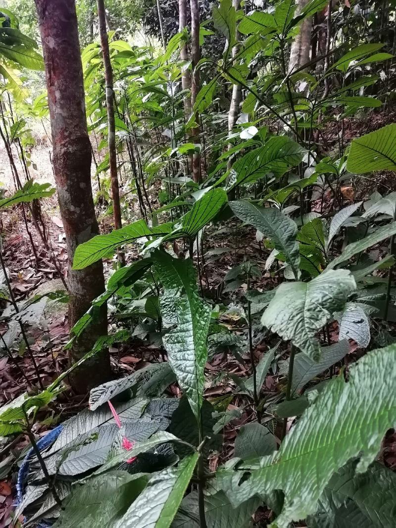 走马胎广西防城港本地货，一手货源。产地发货。