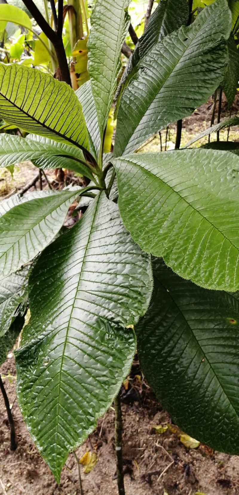 走马胎，全种子培育小苗。包技术指导种植。高度8公分高起。